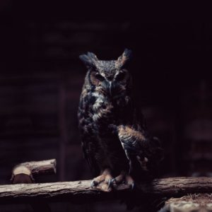 download owl wallpaper | owl wallpaper – Part 2