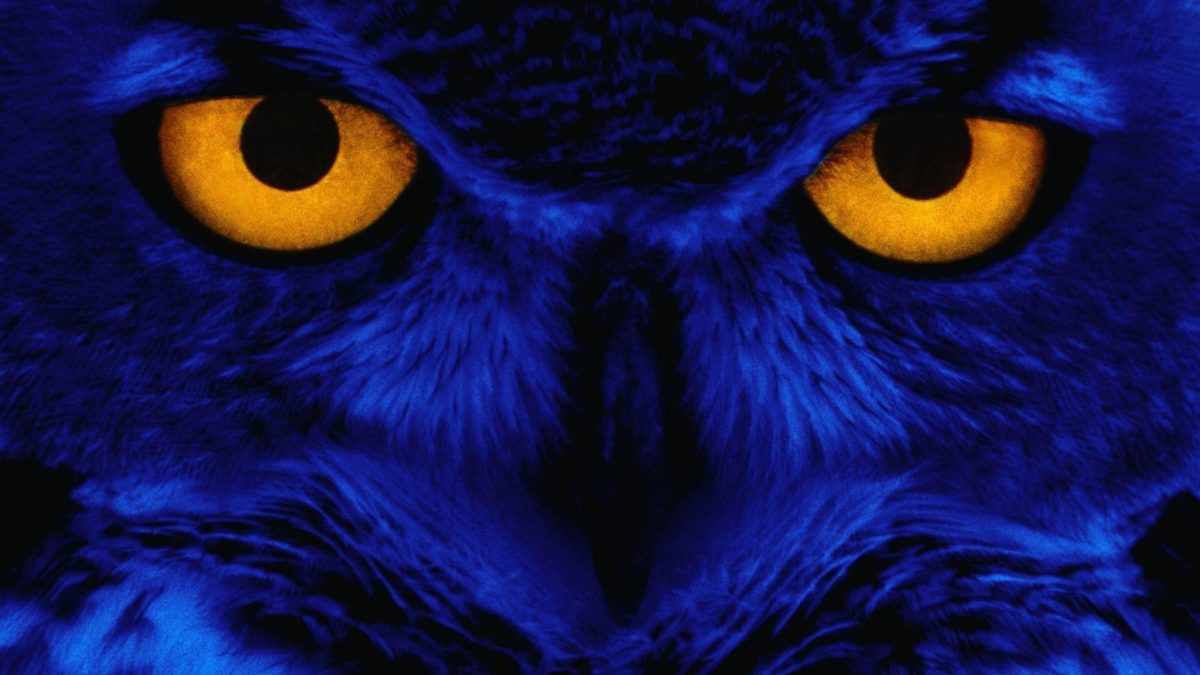 owl wallpaper | owl wallpaper – Part 3