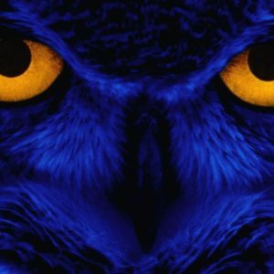 download owl wallpaper | owl wallpaper – Part 3