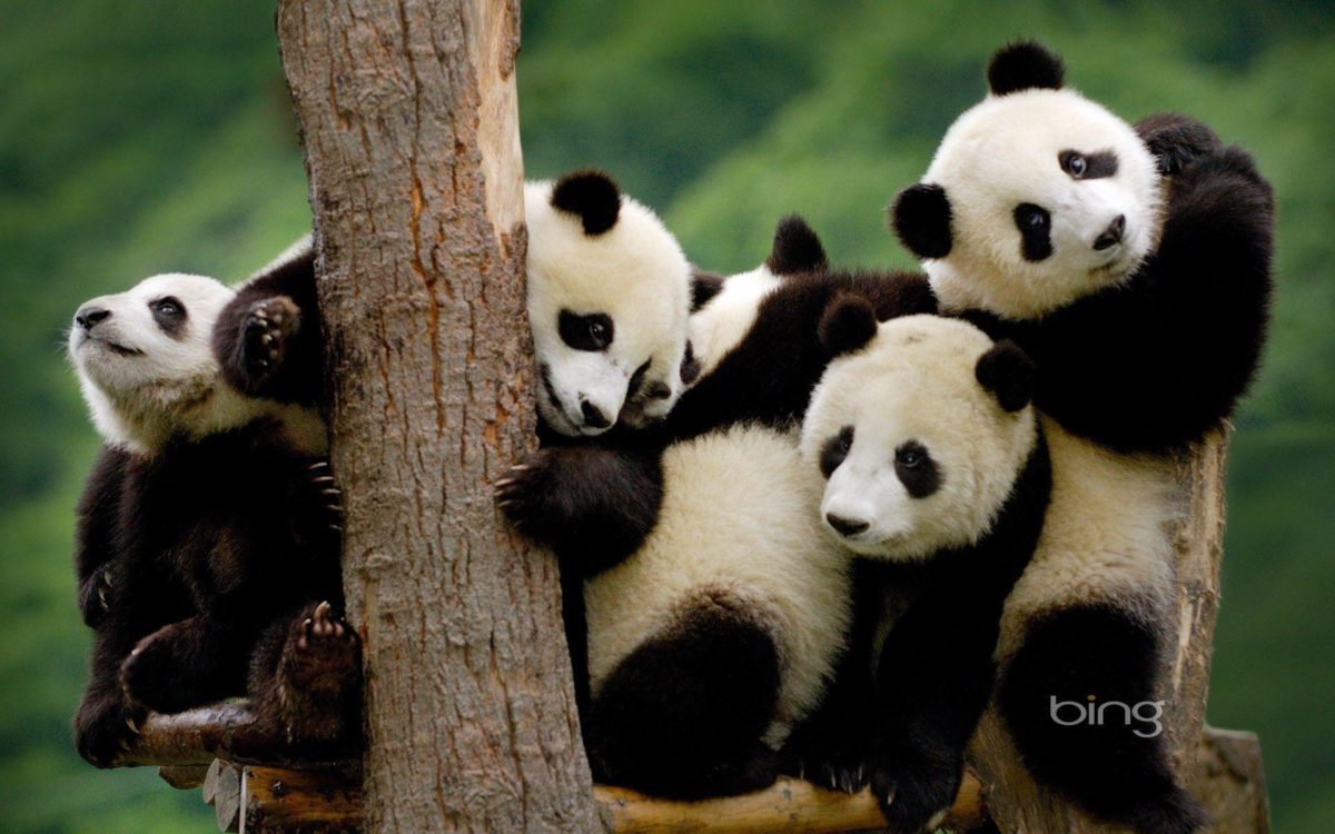 Panda Bear Desktop Wallpapers – HD Wallpapers Inn