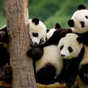 download Panda Bear Desktop Wallpapers – HD Wallpapers Inn