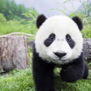 download Panda Wallpapers – Full HD wallpaper search