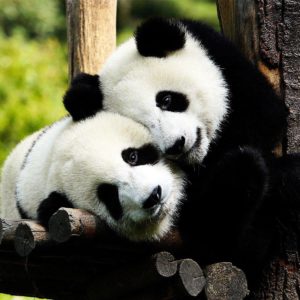 download Panda Bear Desktop Wallpaper | Panda Bear Photos | Cool Wallpapers