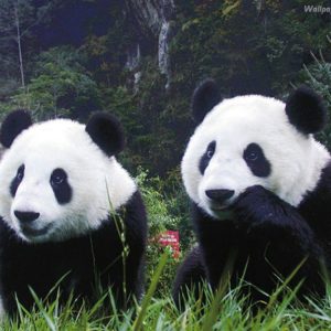 download panda bear wallpaper | Zone Wallpaper Backgrounds