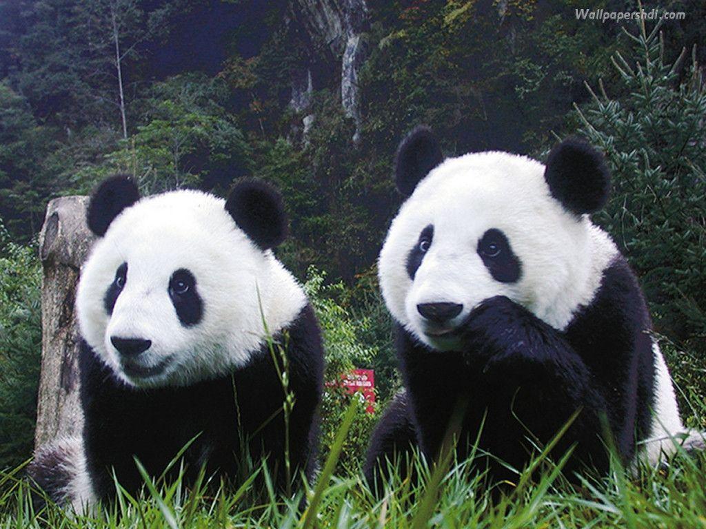 panda bear wallpaper | Zone Wallpaper Backgrounds