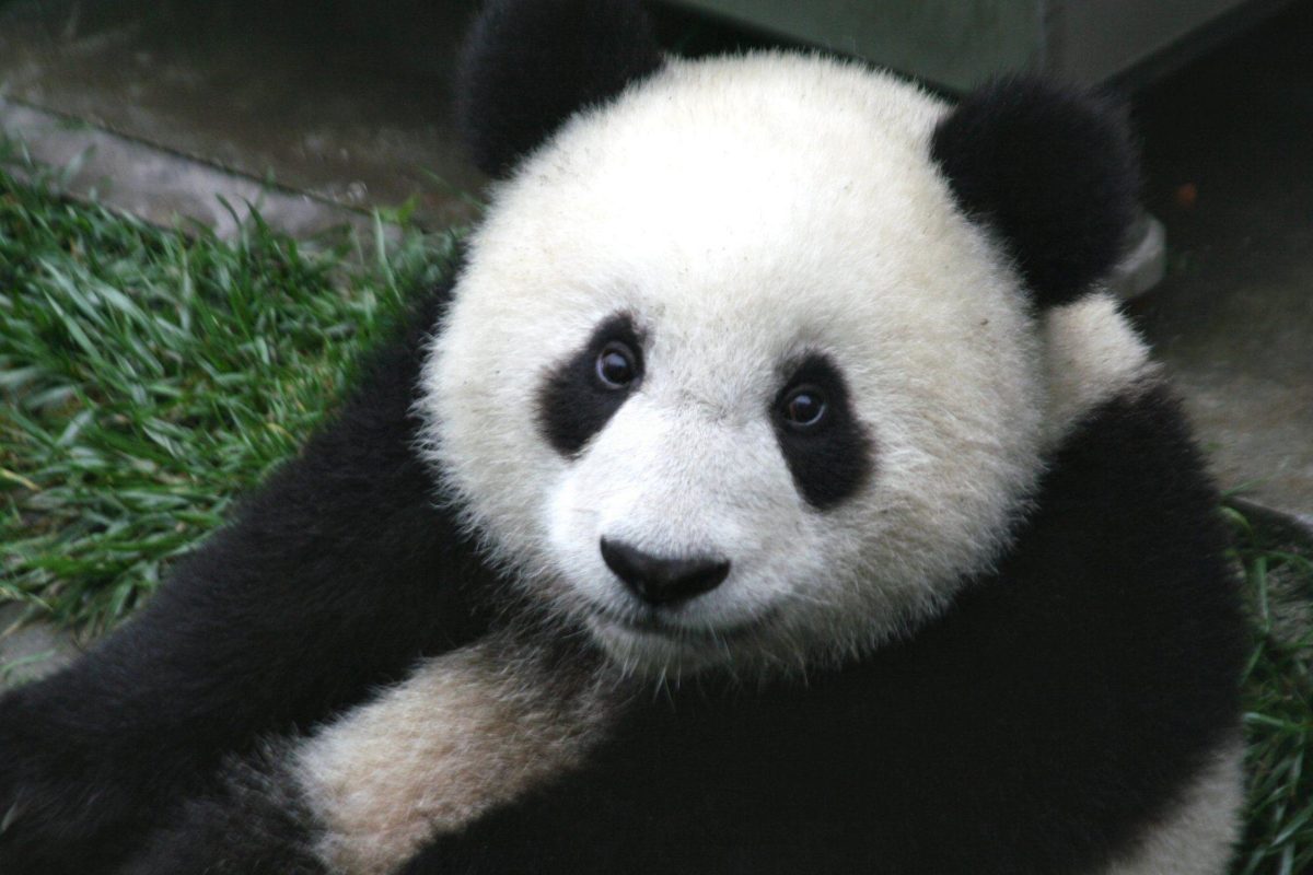 Cute Panda Bear Wallpaper | Animal HD Wallpapers