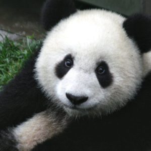 download Cute Panda Bear Wallpaper | Animal HD Wallpapers