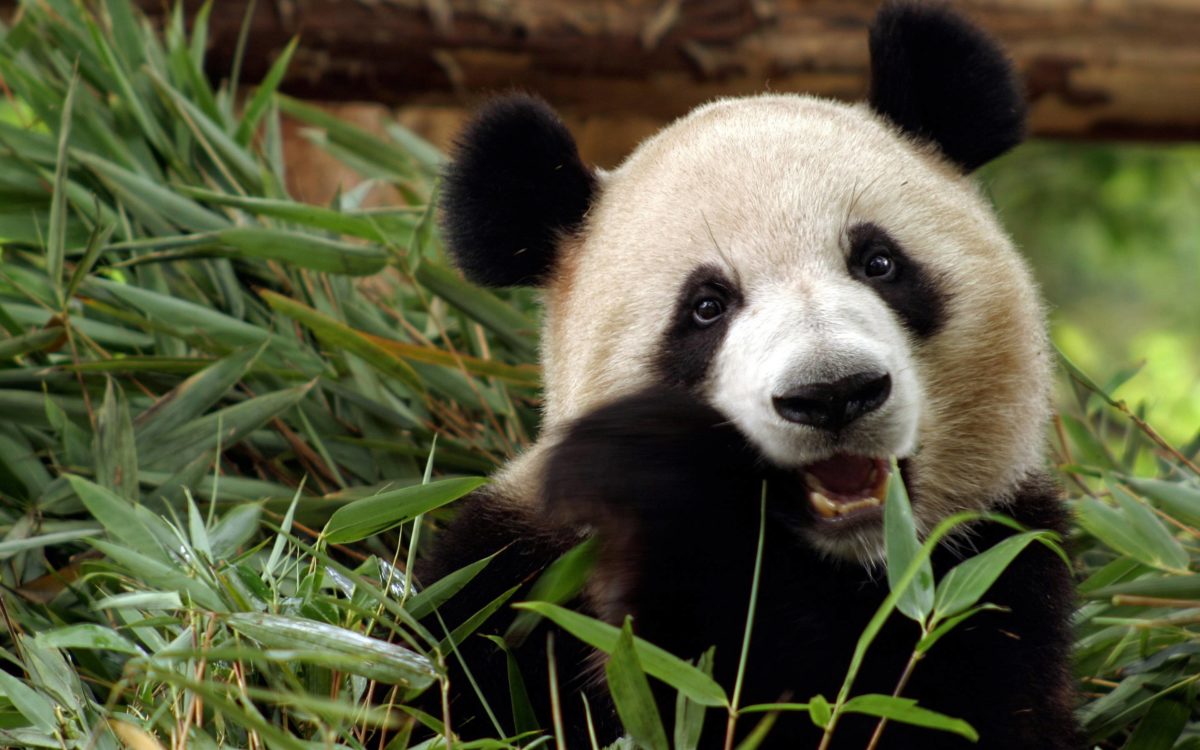 165 Panda Wallpapers | Panda Backgrounds