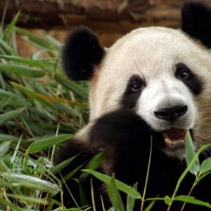 download 165 Panda Wallpapers | Panda Backgrounds