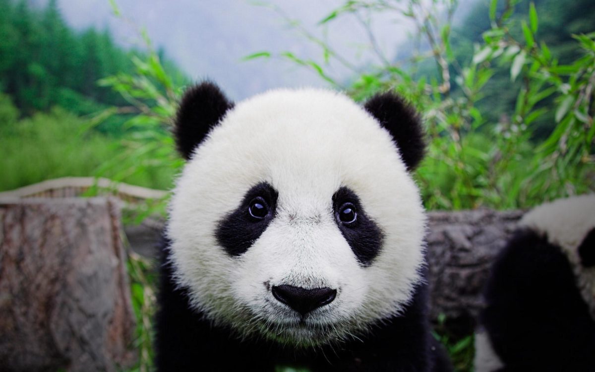 Panda Bear Desktop Wallpapers – HD Wallpapers Inn