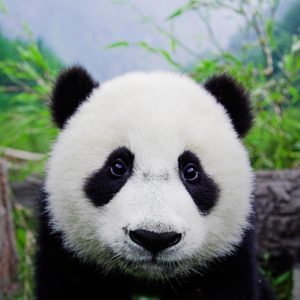 download Panda Bear Desktop Wallpapers – HD Wallpapers Inn