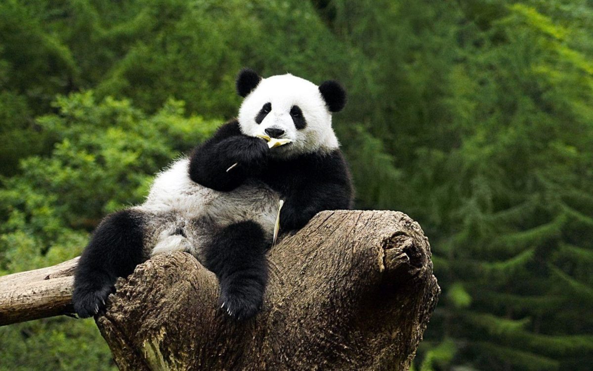 Panda Bear Wallpaper Images & Pictures – Becuo