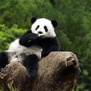 download Panda Bear Wallpaper Images & Pictures – Becuo