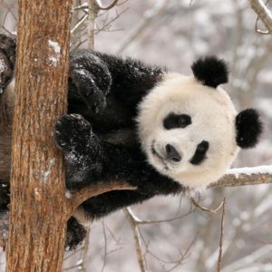 download panda bear wallpaper – www.wallpaper-free-download.com