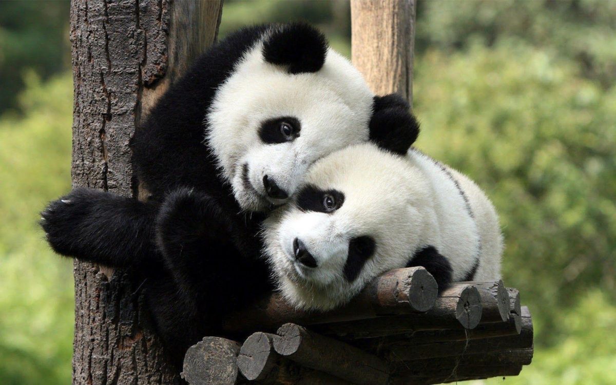 Two panda bears in a tree wallpaper | HD Animals Wallpapers