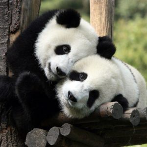 download Two panda bears in a tree wallpaper | HD Animals Wallpapers
