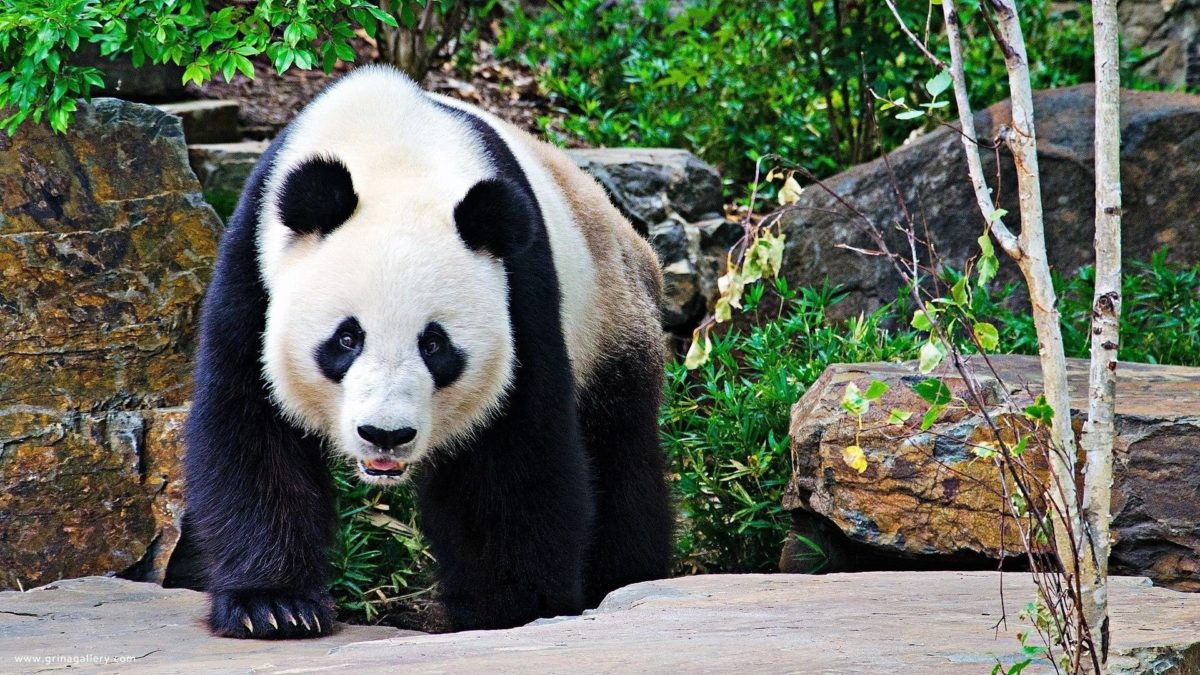 Panda bear wallpaper Wide or HD | Animals Wallpapers