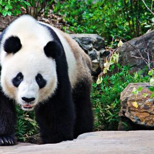 download Panda bear wallpaper Wide or HD | Animals Wallpapers