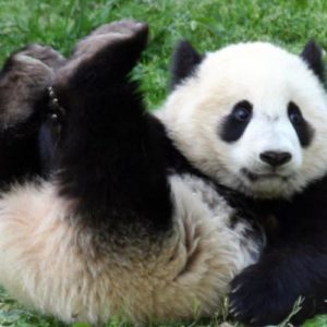 download Panda-