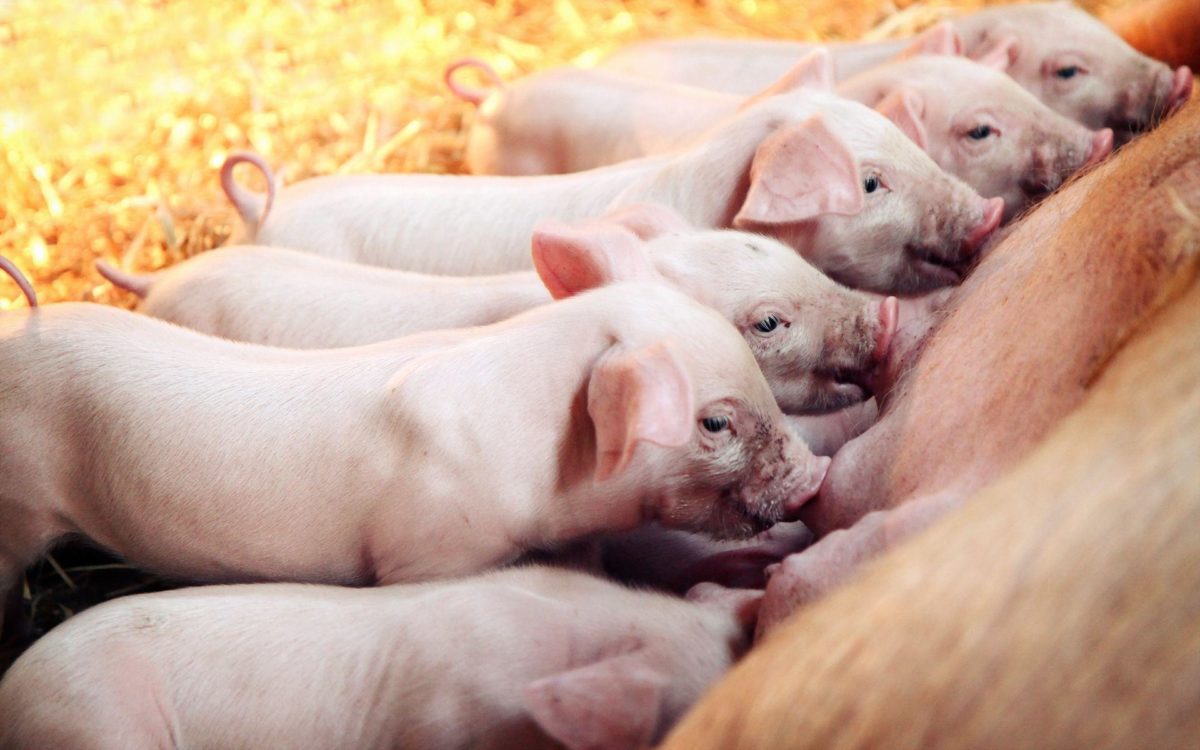 24 Pig Wallpapers | Pig Backgrounds
