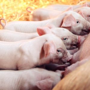 download 24 Pig Wallpapers | Pig Backgrounds