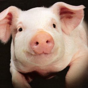 download Pig Wallpaper Animal