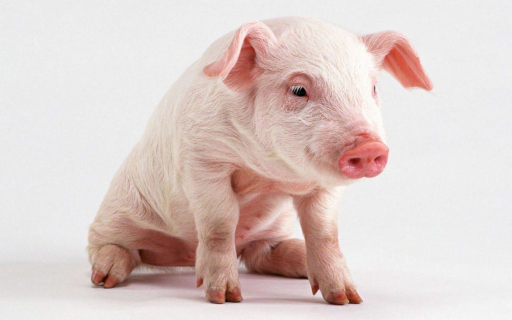 32+ Pig Wallpapers