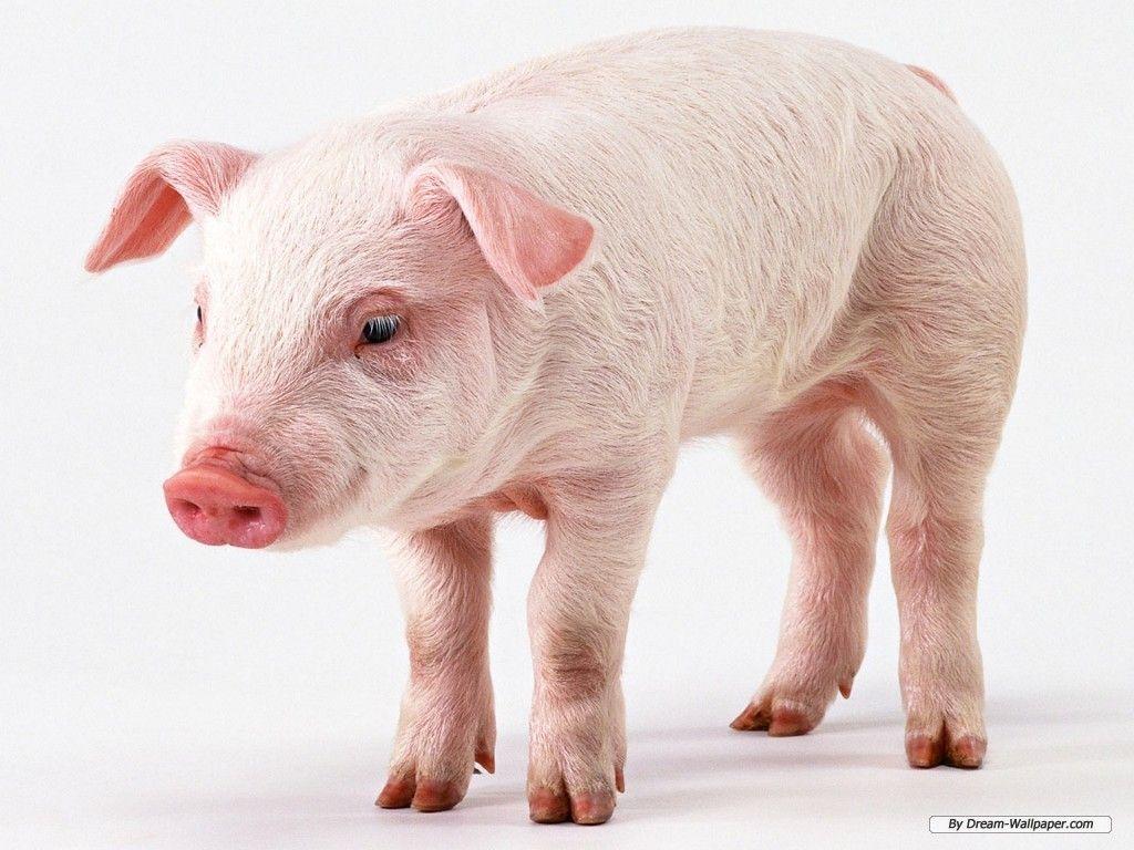 Pig background wallpaper – Animal Backgrounds