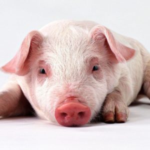 download Wallpapers For > Funny Pig Wallpaper