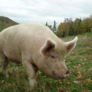 download Pig wallpaper – Animal Backgrounds