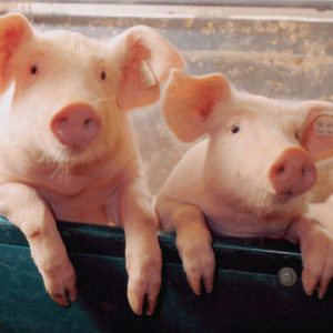 download Two little Piggies – Pigs Wallpaper (1078267) – Fanpop