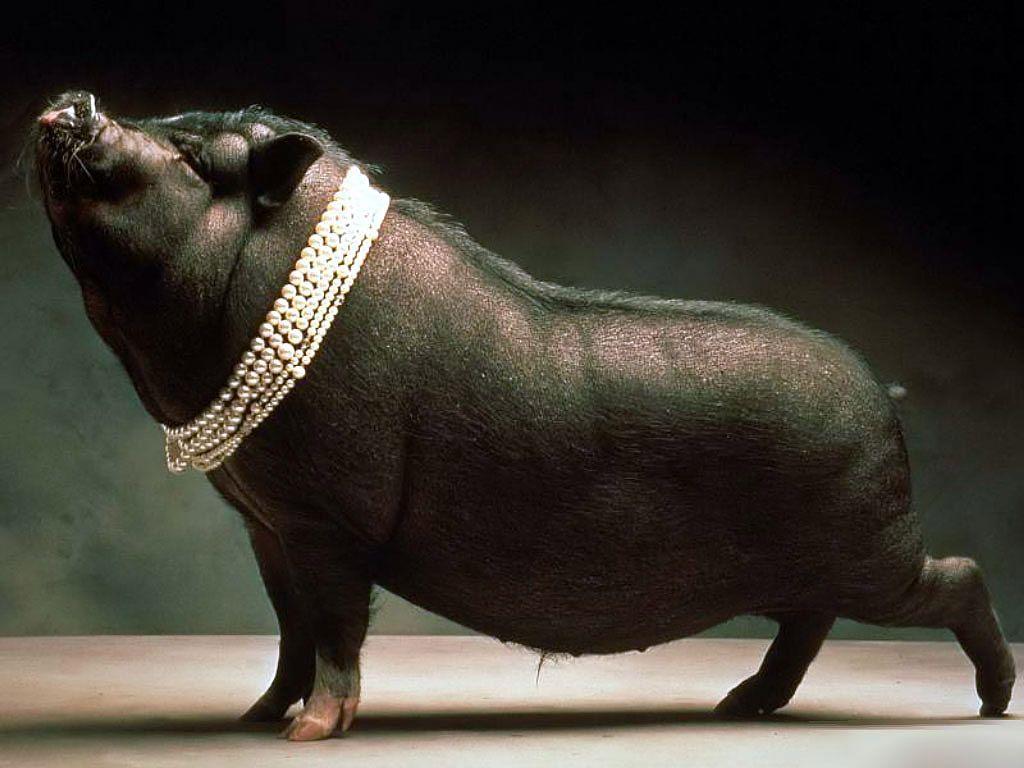 Pigs Wallpapers – Barbaras HD Wallpapers