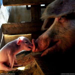 download Mother Pig and Piglet Picture, Animal Wallpaper – National …