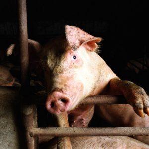 download Pig HQ wallpaper – Animal Backgrounds