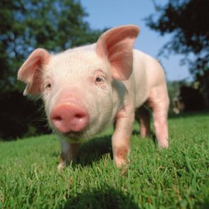 download pig wallpaper | pig wallpaper – Part 2