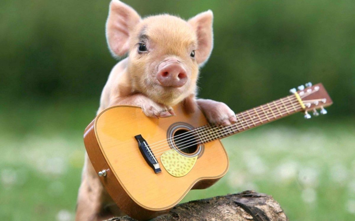 Cute Pig Wallpaper HD Download For Desktop Of Little Cute Piglet