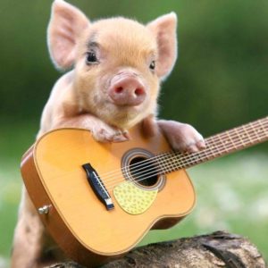 download Cute Pig Wallpaper HD Download For Desktop Of Little Cute Piglet