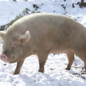 download Free Pig Wallpaper – Animals Town