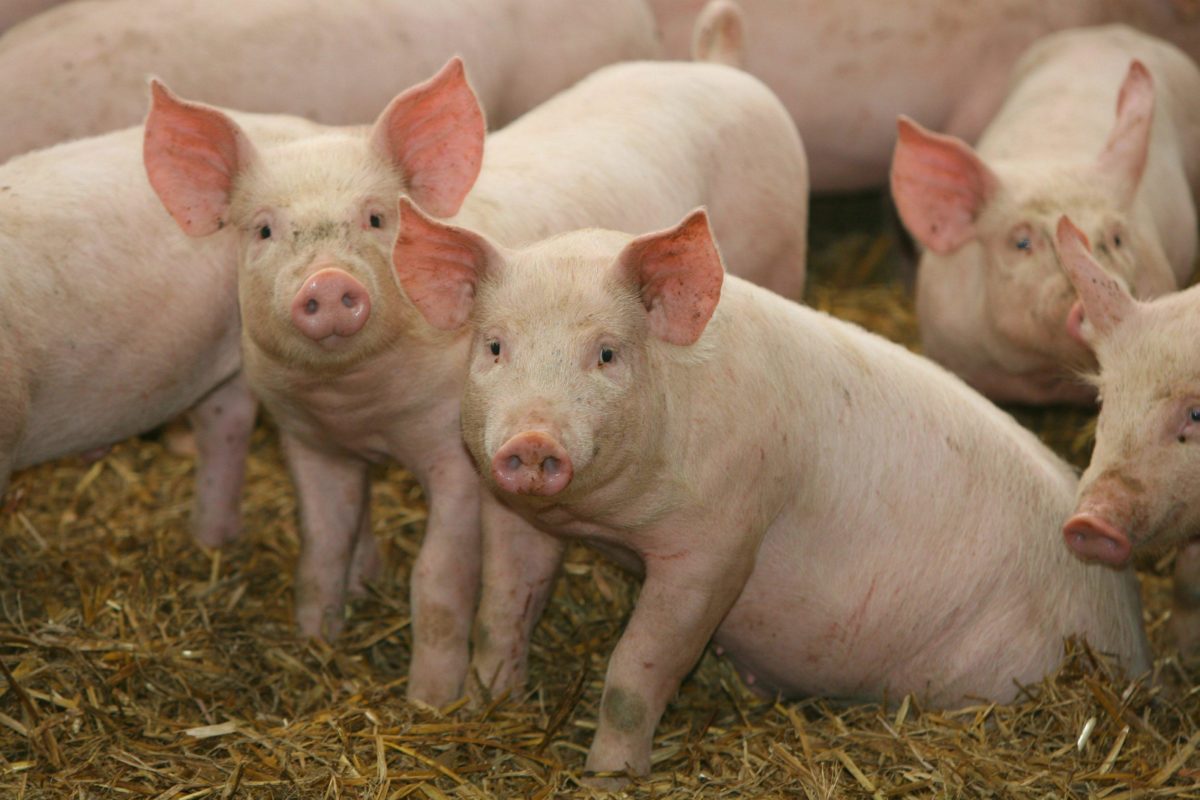 Farm Pigs – wallpaper.