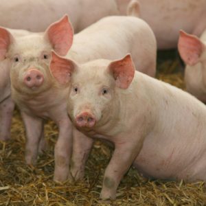 download Farm Pigs – wallpaper.