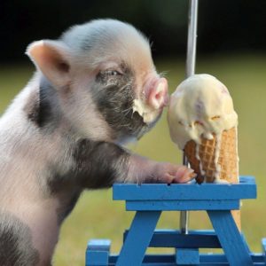 download Baby pig wallpapers | Baby Animals