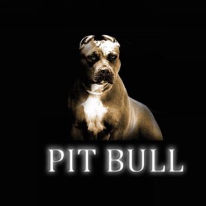download Pitbull Dog New Wallpapers | Pitbull Dog Pictures Free Download …