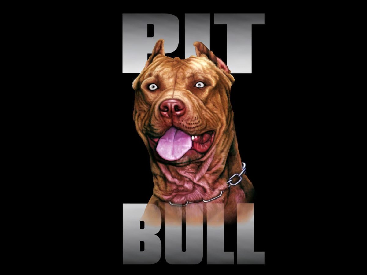 pit bull dog breed wallpaper – Animal Backgrounds