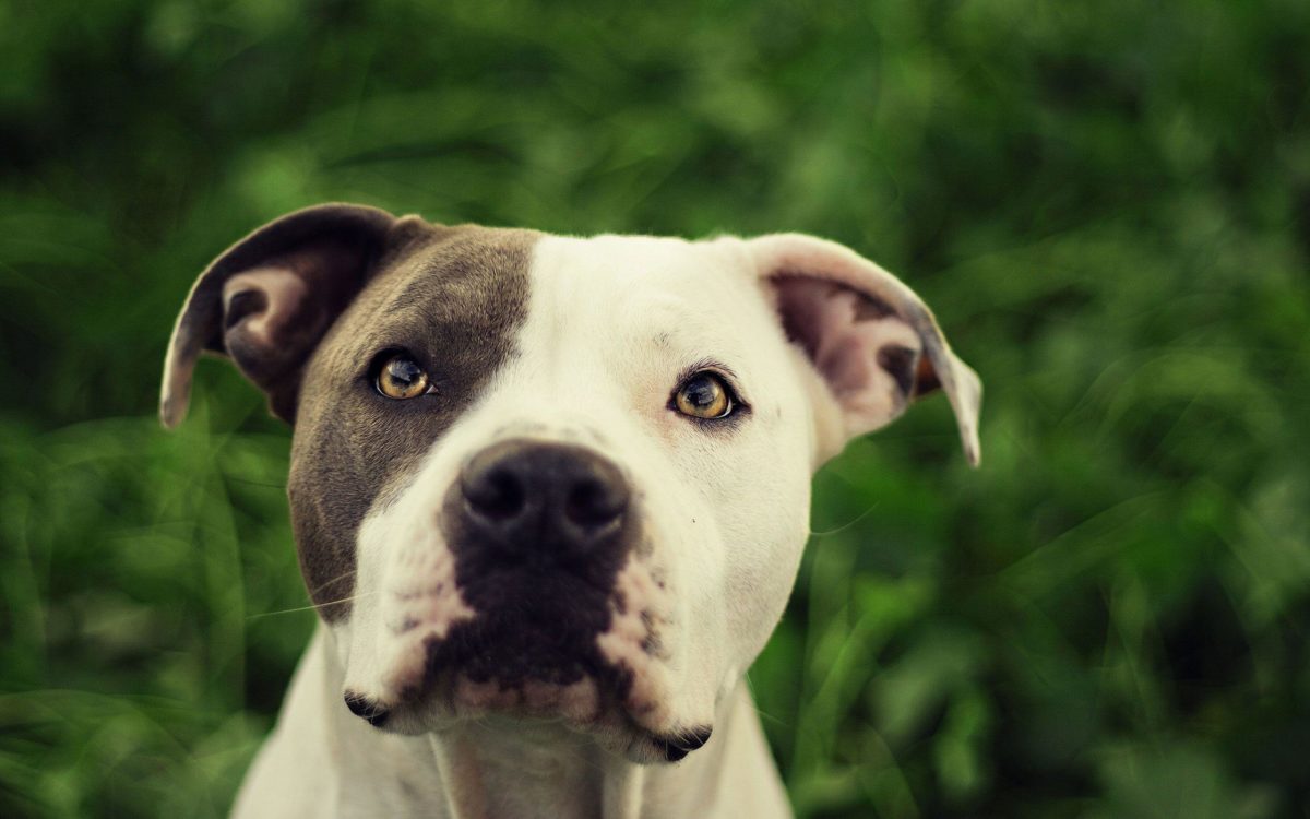 Pit Bull Dog HD Wallpapers | Pit Bull Desktop Images | Cool Wallpapers
