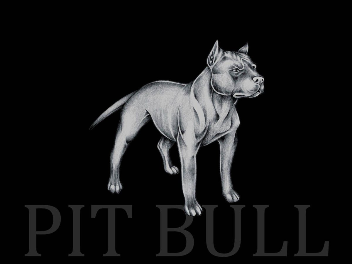 Pit bull wallpaper wallpaper