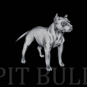 download Pit bull wallpaper wallpaper