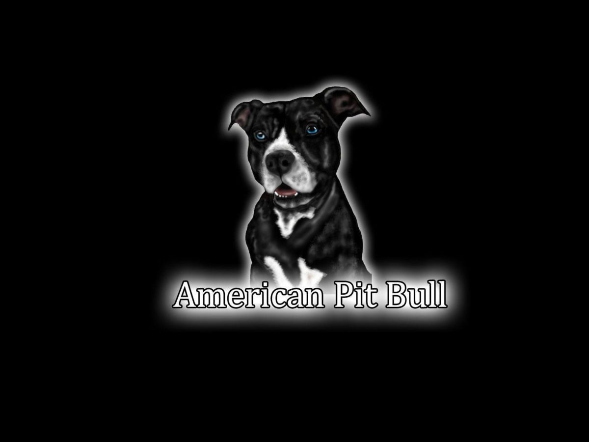 Pit bull Wallpapers – Pit Bull Mixed – The world of Purebred and …