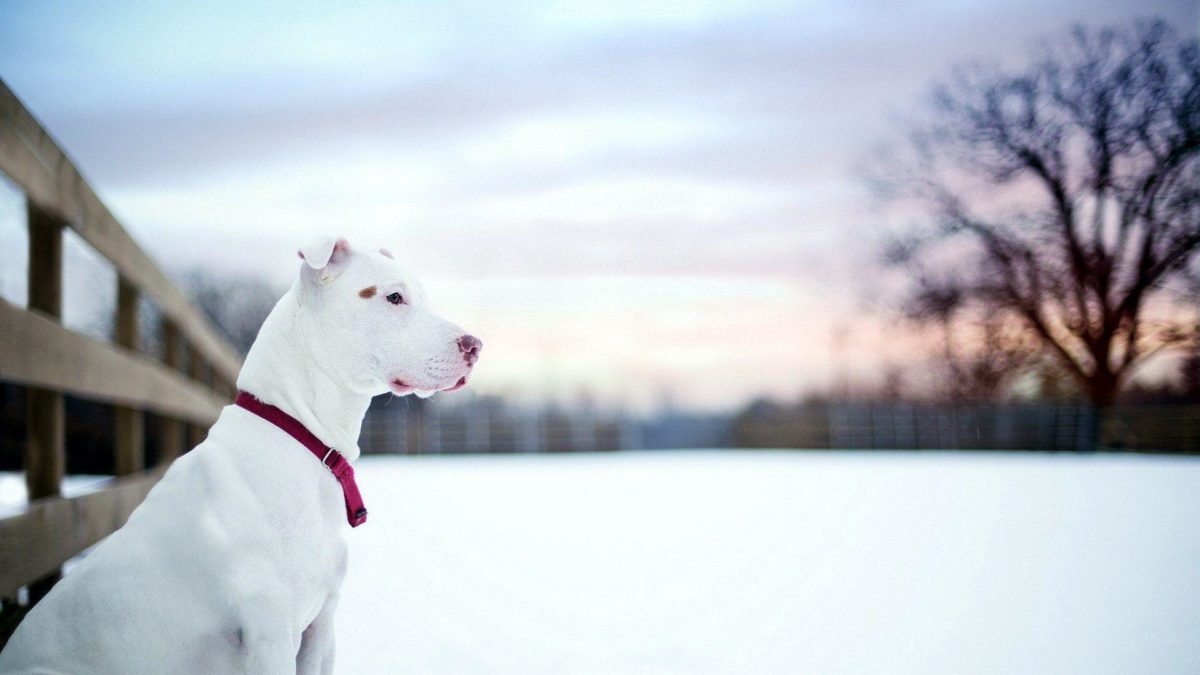 Pit Bull Dog Friend Winter Snow Fence HD Wallpaper – ZoomWalls
