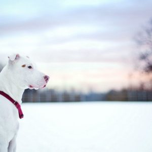 download Pit Bull Dog Friend Winter Snow Fence HD Wallpaper – ZoomWalls