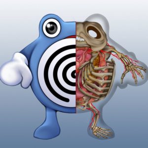 download Poliwhirl Anatomy by Christopher-Stoll on DeviantArt